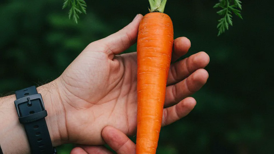 당근 효능, 알고 보니 이렇게 써야 제대로 효과가 나더라고요