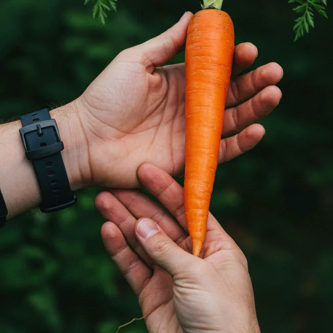 당근 효능, 알고 보니 이렇게 써야 제대로 효과가 나더라고요