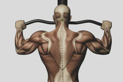 풀업 시 등 근육의 수축과 이완