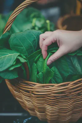 신선한 녹색 채소를 고르는 손 이미지