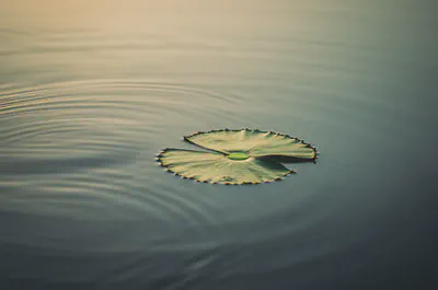 점진적인 변화와 시간의 흐름을 상징하는 차분한 자연 이미지