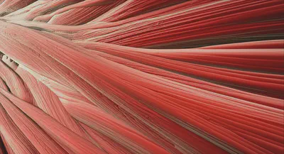 효과적인 체지방 감소를 위한 신진대사 활성화