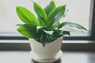 새로운 시작을 상징하는 푸른 식물