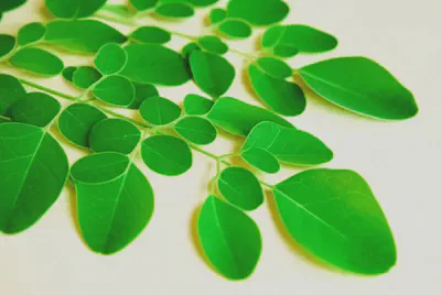 신선한 모링가 잎이 놓여있는 모습