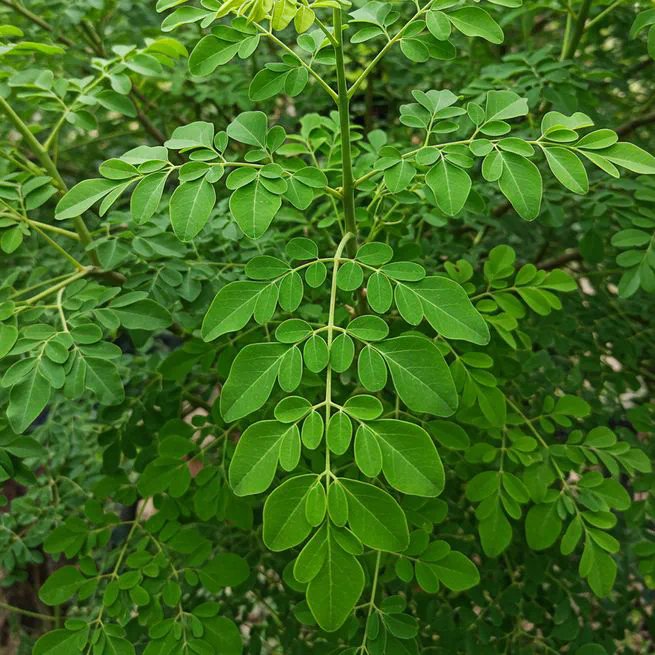 모링가 잎 효과, 알고보니 완전히 다른 결과가...