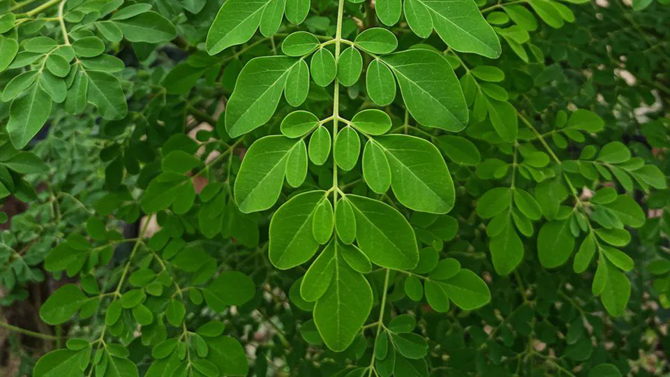모링가 잎 효과, 알고보니 완전히 다른 결과가...