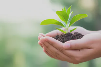 새싹을 잡고 있는 손, 활력과 성장을 상징