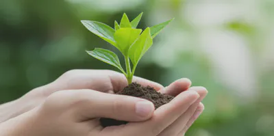 새싹을 소중히 든 손, 새로운 시작을 상징