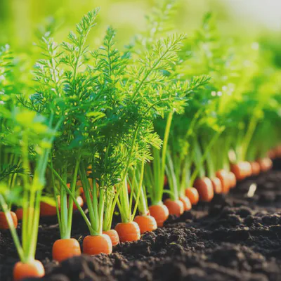 자연의 선물, 당근 효능으로 건강한 삶을 누리세요.