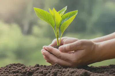 새싹을 소중히 잡고 있는 손