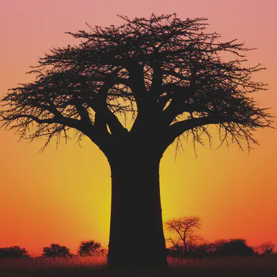 생명의 나무 바오밥, 그 놀라운 효능