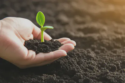 새싹이 자라나는 모습으로 회복과 성장을 상징