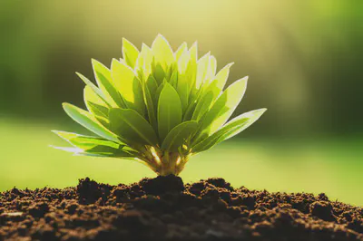 건강하게 자라나는 식물. 혈액순환 개선을 통해 얻는 활력을 상징합니다.