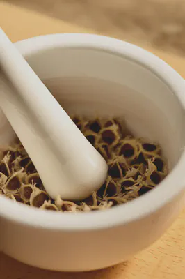 모링가 씨앗을 효과적으로 준비하는 과정