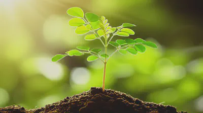 모링가 씨앗의 생명력과 원산지를 상징하는 이미지