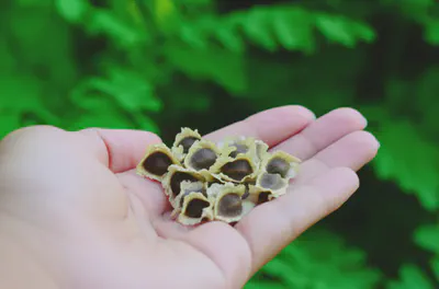 모링가 씨앗의 올바른 섭취와 건강한 삶