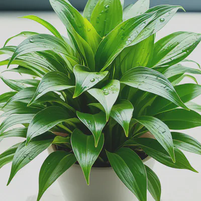 깨끗한 공기와 활력을 상징하는 식물