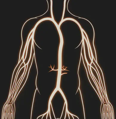 50대 신체 변화와 운동 심박수의 관계를 보여주는 추상적인 혈액 순환계 이미지