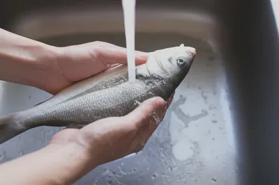 민어 비린내 제거를 위한 꼼꼼한 손질 과정