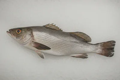 신선한 민어 한 마리가 얼음 위에 놓여 있는 모습