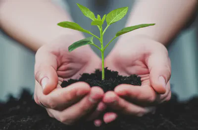 성장과 회복을 상징하는 작은 식물을 돌보는 손