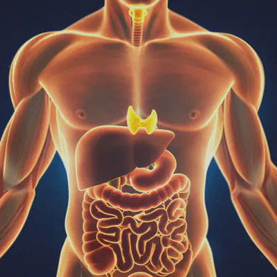 기초대사량에 영향을 미치는 인체 내부의 에너지 흐름