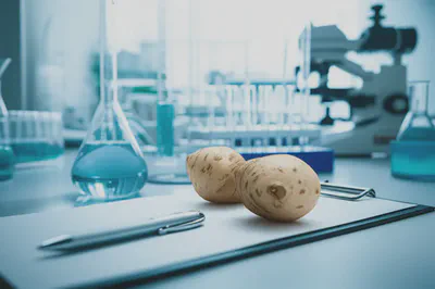 전문가들이 주목하는 히카마 뿌리 효능