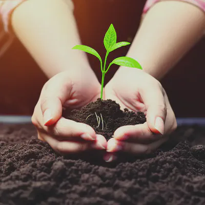 성장과 지속 가능성을 상징하는 새싹을 조심스럽게 들고 있는 손