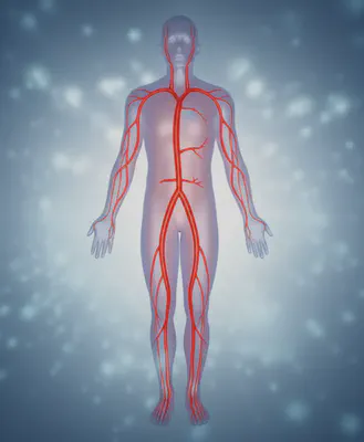 l시트룰린 말레이트의 혈류 개선 원리