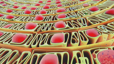 베타인의 핵심 작용: 메틸화 과정