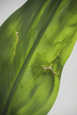 피부 손상과 회복 가능성을 보여주는 이미지