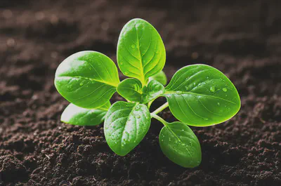 활력 넘치는 건강의 상징