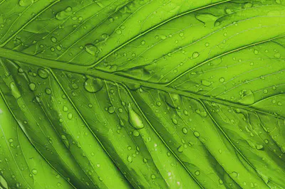 생명력 가득한 엽록소의 원천