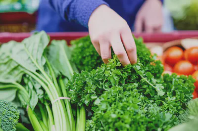 신선하고 품질 좋은 녹색 채소를 신중하게 고르는 손