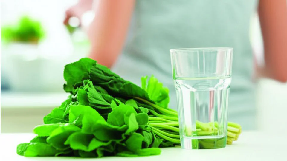 클로로필 효능 시작 전 반드시 확인해야 할 3가지 (모르면 손해봐요)