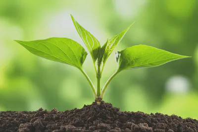 클로로필 섭취를 통한 건강한 삶의 결실