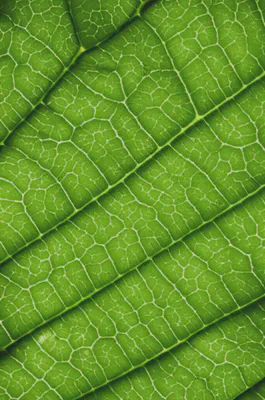 클로로필의 근본적인 원리를 보여주는 세포 구조