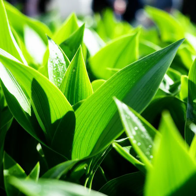 클로로필 효능, 전문가들이 공통적으로 강조하는 단 하나의 원칙