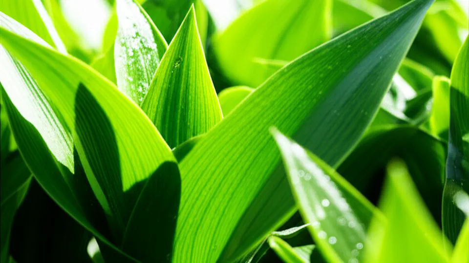 클로로필 효능, 전문가들이 공통적으로 강조하는 단 하나의 원칙