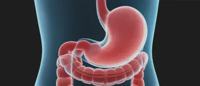 알긴산나트륨이 위장 내에서 보호막을 형성하는 모습