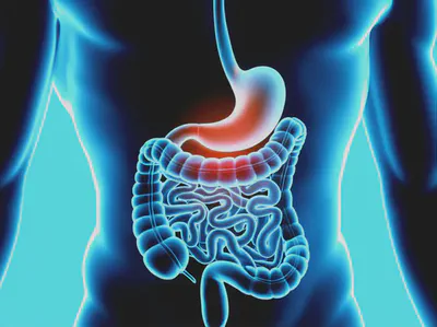 알긴산나트륨이 위장 건강에 미치는 긍정적인 영향을 시각화한 이미지