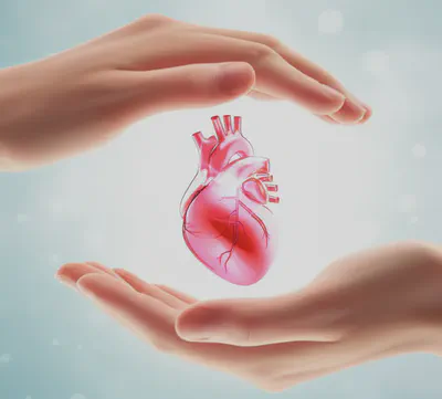 건강한 심장을 보호하는 손
