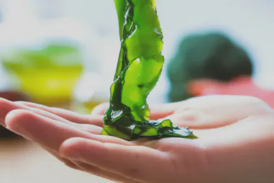 알긴산의 자연적 원천