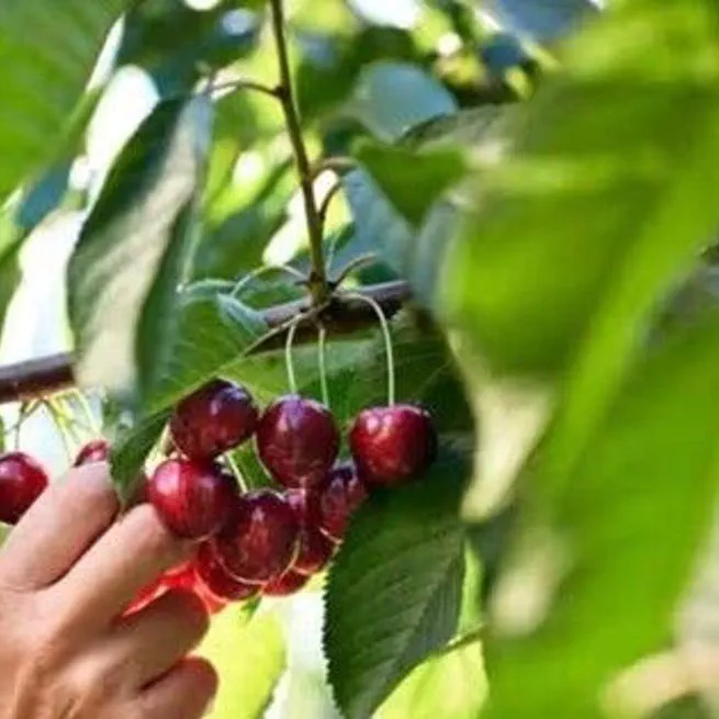 '염증·통풍 완화, 혈당·수면 개선까지'…한의학 박사가 알려주는 '체리'의 놀라운 효능